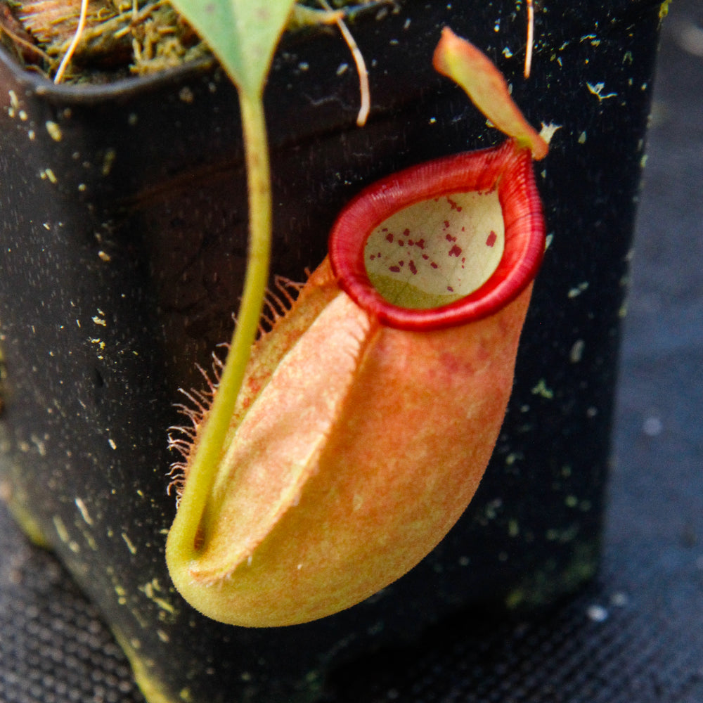 
                      
                        Nepenthes ampullaria x spectabilis
                      
                    