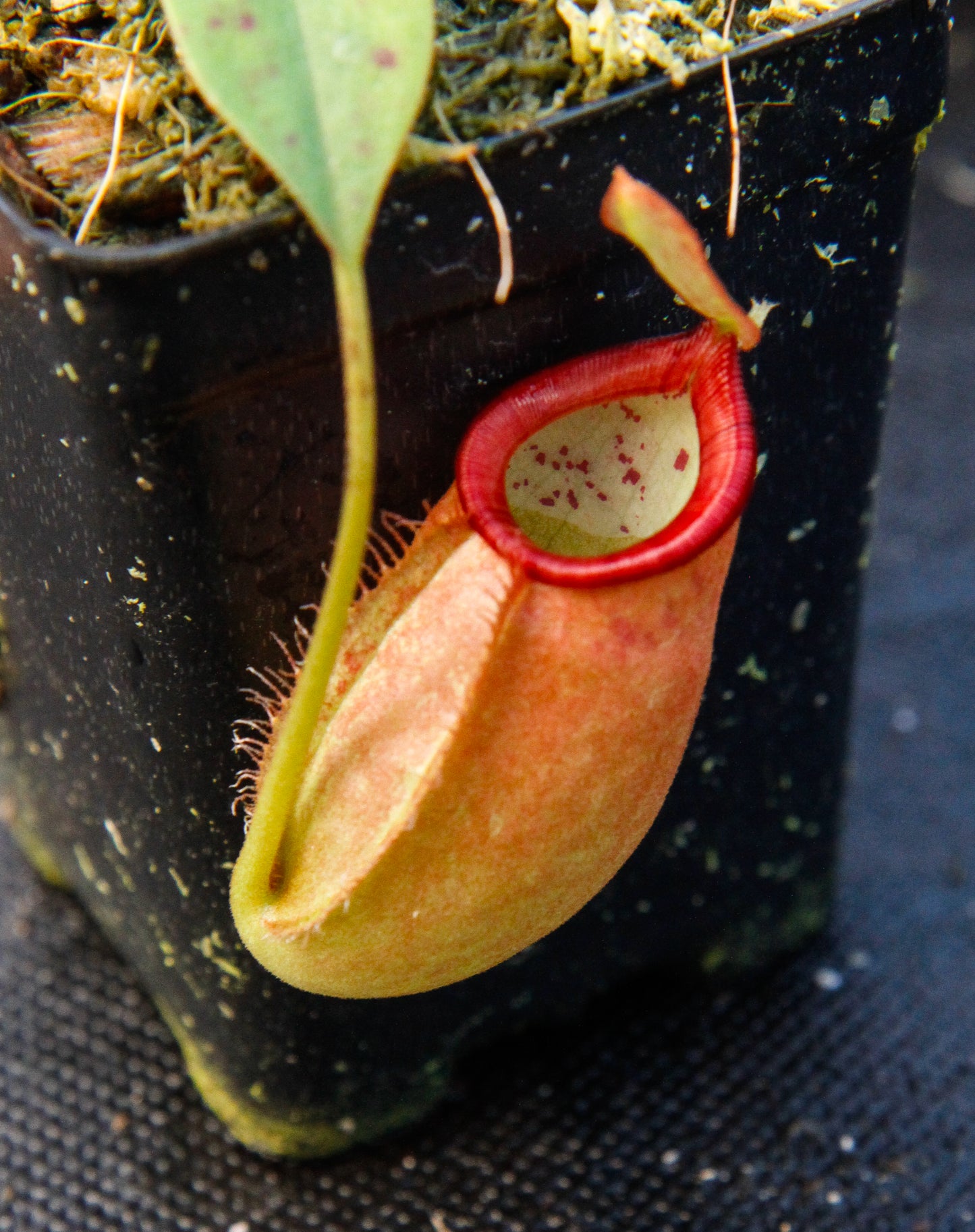 Nepenthes ampullaria x spectabilis