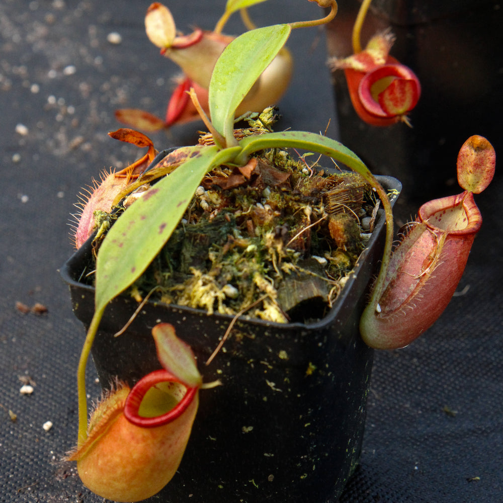 
                      
                        Nepenthes ampullaria x spectabilis
                      
                    