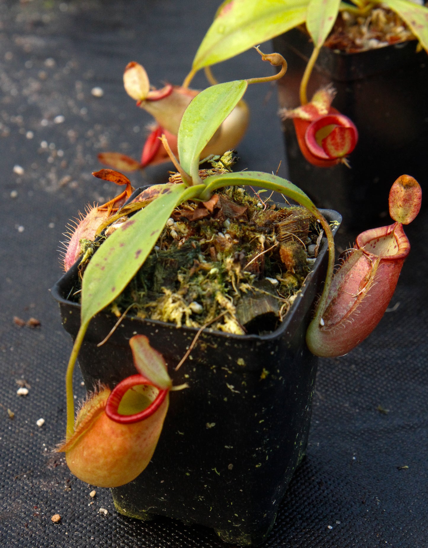 Nepenthes ampullaria x spectabilis