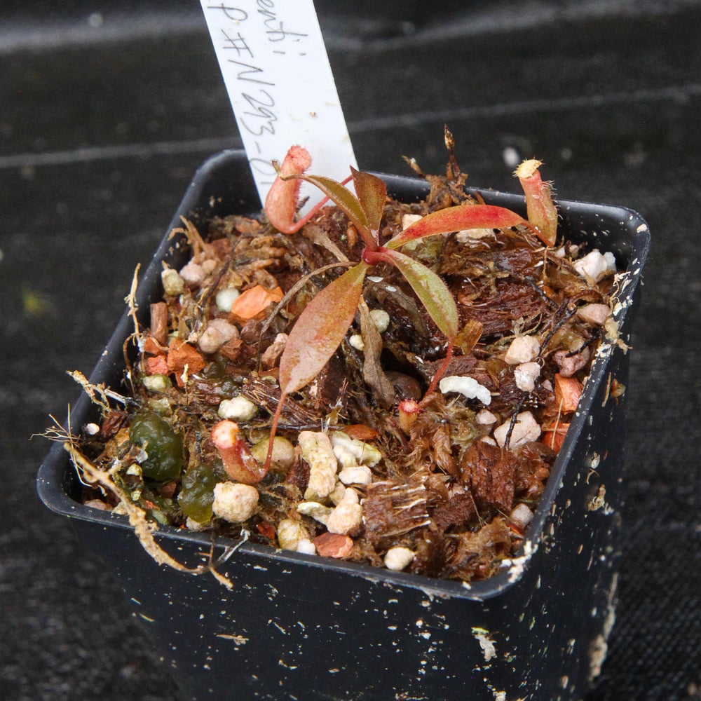 Nepenthes argentii