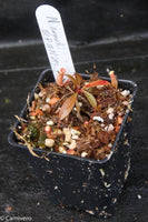 Nepenthes argentii