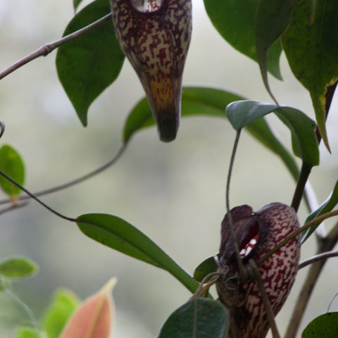 Two Nepenthes aristolochioides pitchers with maroon speckled bodies hang from a leafy stem