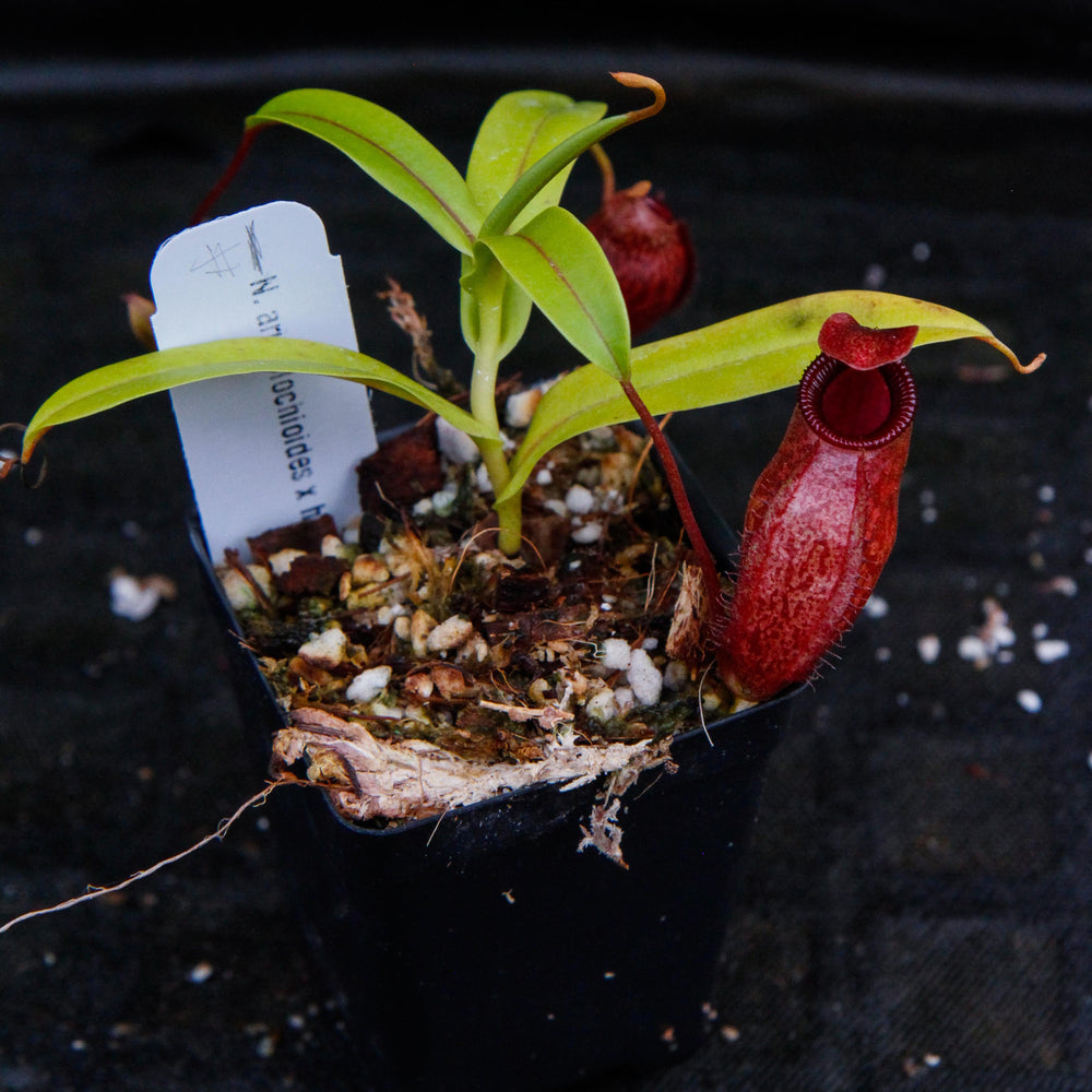 
                      
                        Nepenthes aristolochioides x diabolica
                      
                    