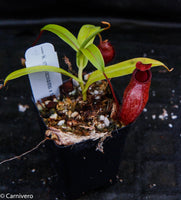 Nepenthes aristolochioides x diabolica