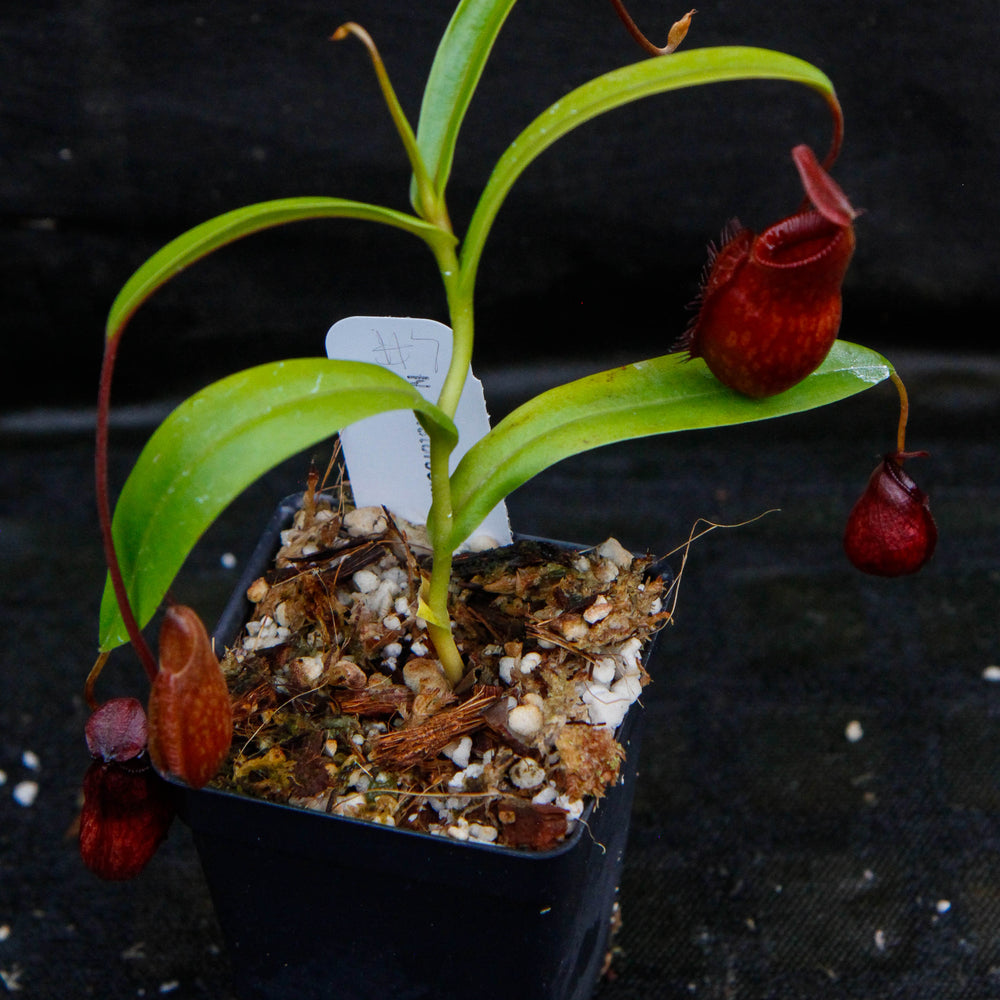 
                      
                        Nepenthes aristolochioides x diabolica
                      
                    