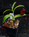 Nepenthes aristolochioides x diabolica