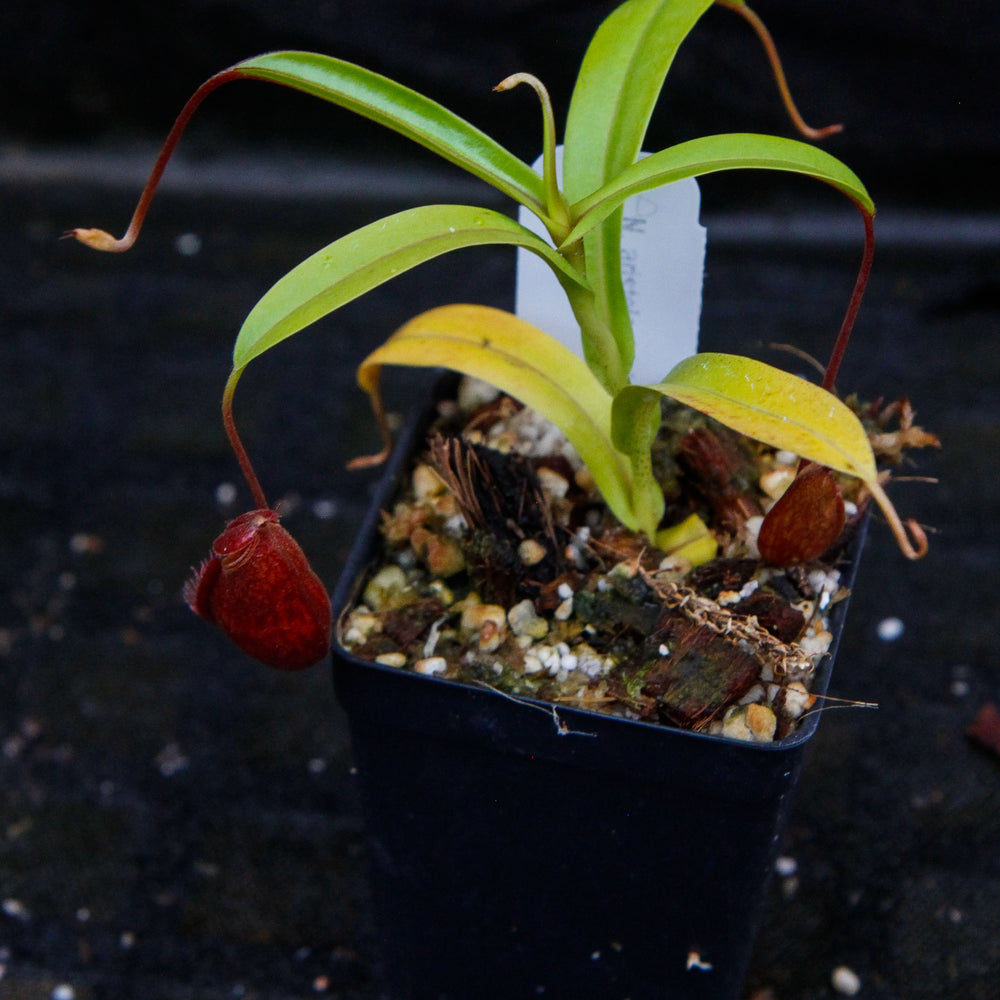 
                      
                        Nepenthes aristolochioides x diabolica
                      
                    