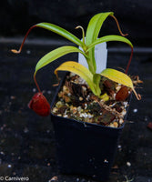 Nepenthes aristolochioides x diabolica