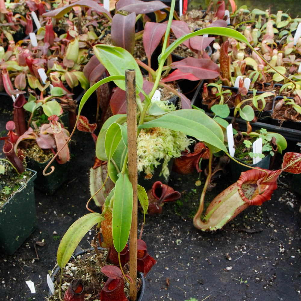 
                      
                        Nepenthes aristolochioides x diabolica
                      
                    