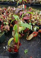 Nepenthes aristolochioides x diabolica