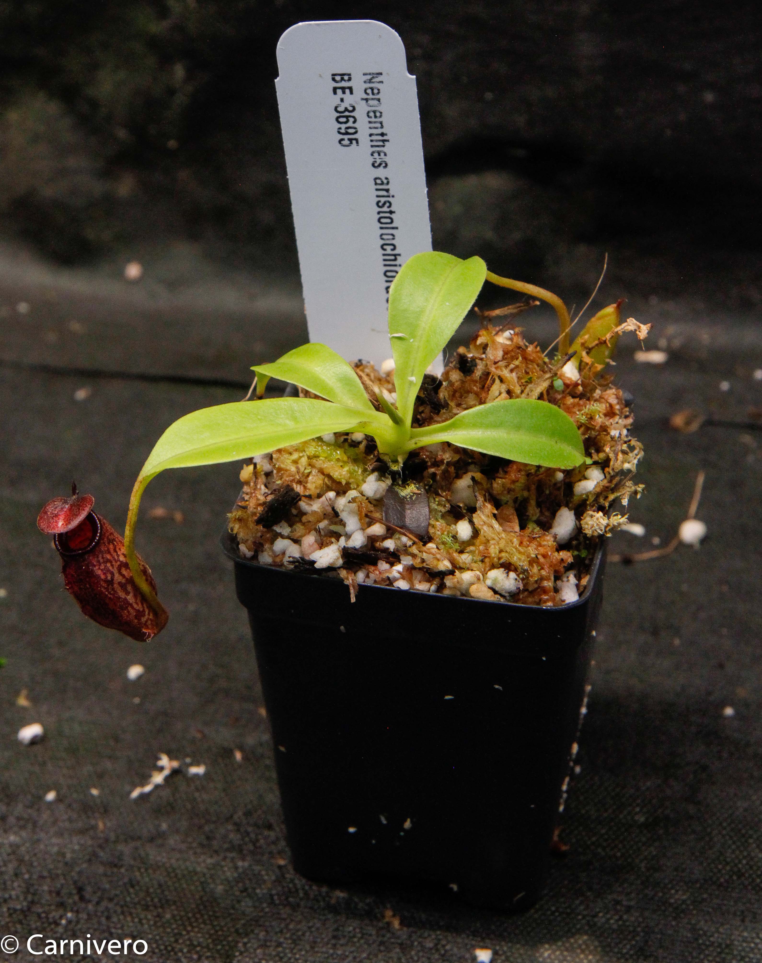 Nepenthes aristolochioides x robcantleyi – Carnivero