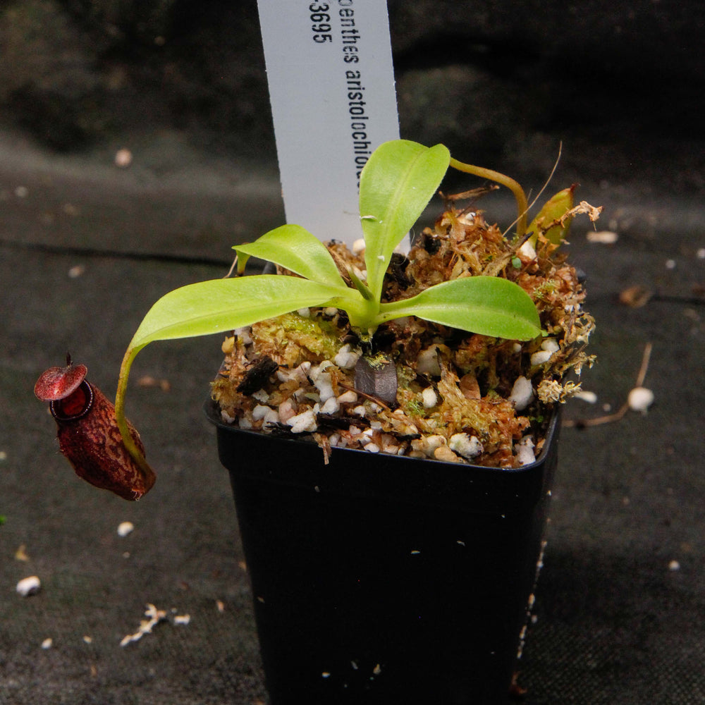 
                      
                        Nepenthes aristolochioides x robcantleyi
                      
                    