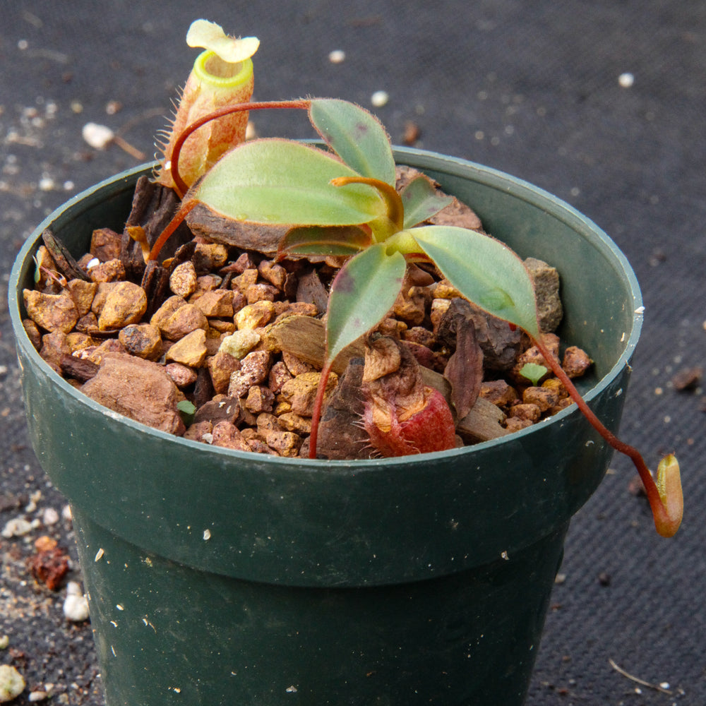 Nepenthes attenboroughii, BE-3693