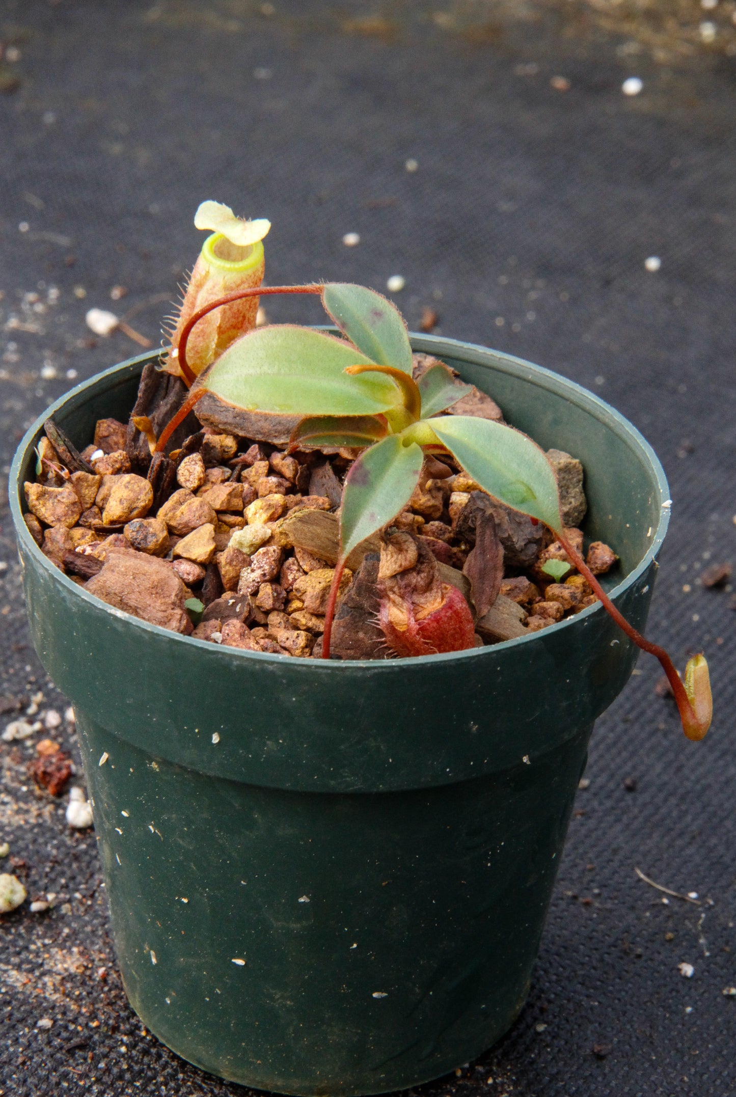 Nepenthes attenboroughii, BE-3693