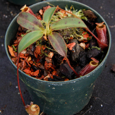 Nepenthes attenboroughii plant in a green plastic pot with moss and orange gravel, rosette of broad green leaves.