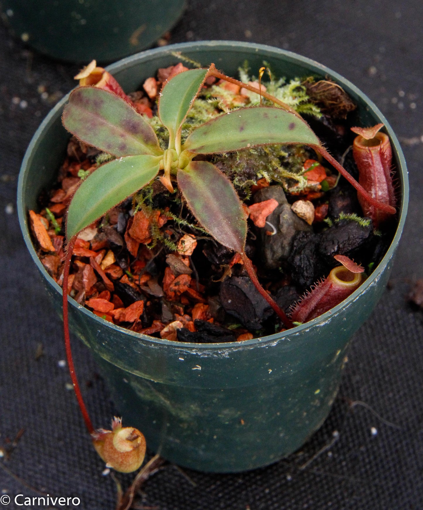 Nepenthes attenboroughii, BE-3693