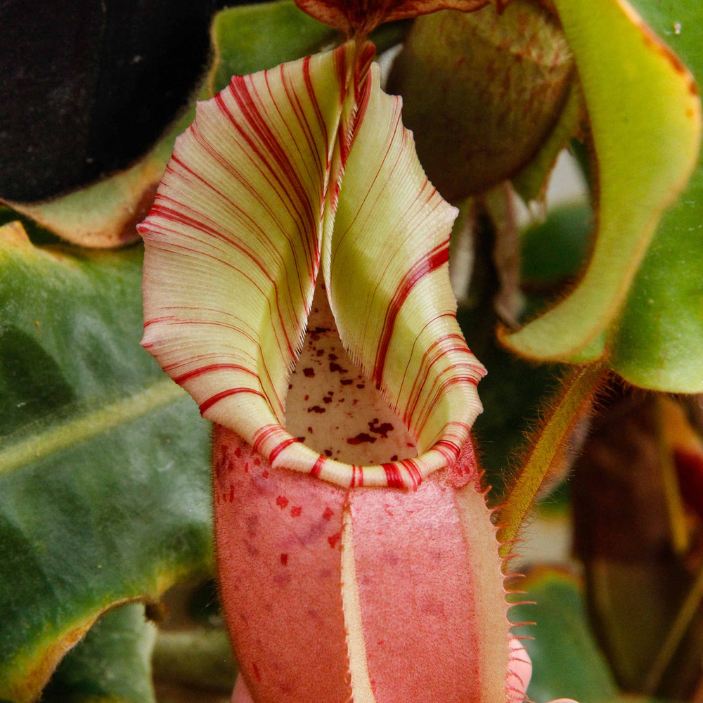 
                      
                        Nepenthes veitchii Bareo Squat
                      
                    