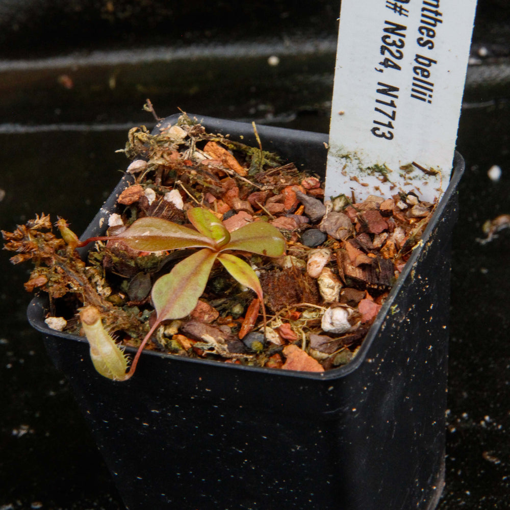 
                      
                        Nepenthes bellii, BE-3026
                      
                    
