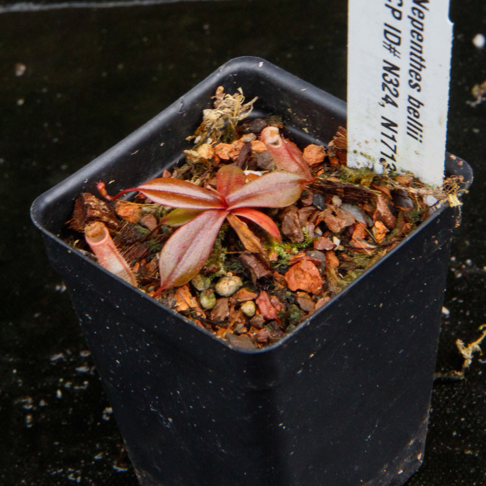 
                      
                        Nepenthes bellii, BE-3026
                      
                    