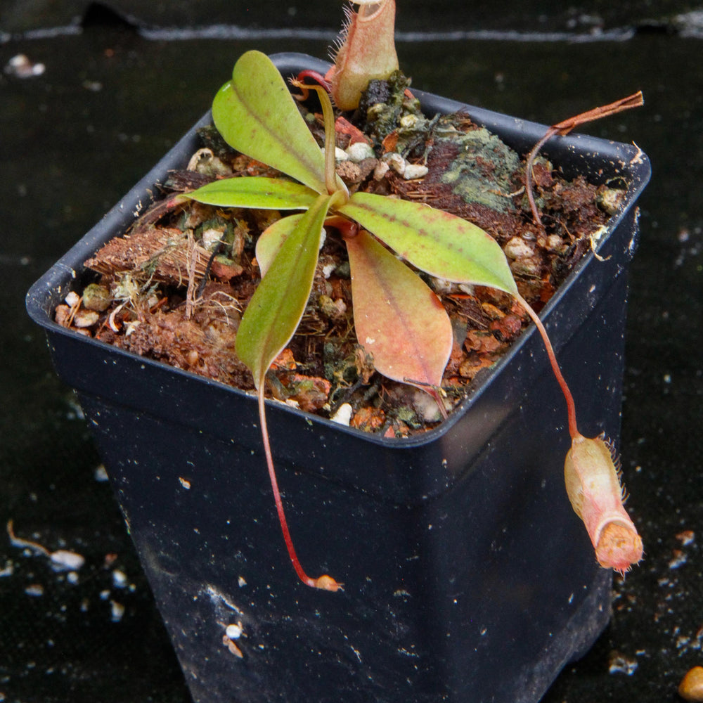 
                      
                        Nepenthes bellii, BE-3026
                      
                    