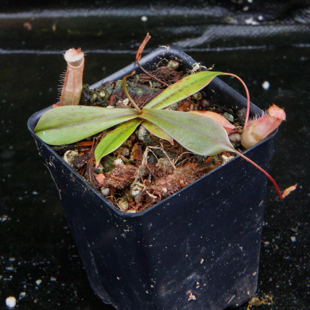 
                      
                        Nepenthes bellii, BE-3026
                      
                    