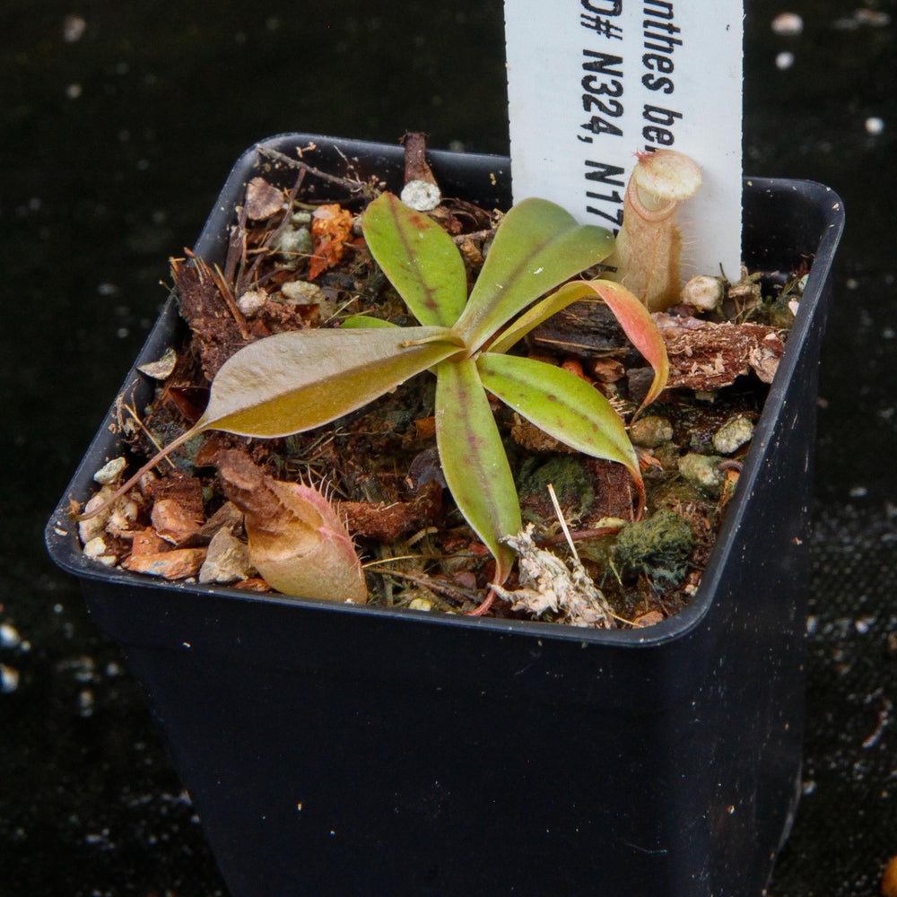
                      
                        Nepenthes bellii, BE-3026
                      
                    