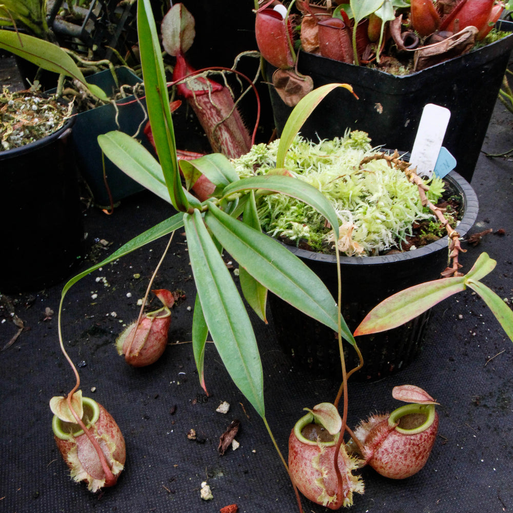 Nepenthes bellii, BE-3026