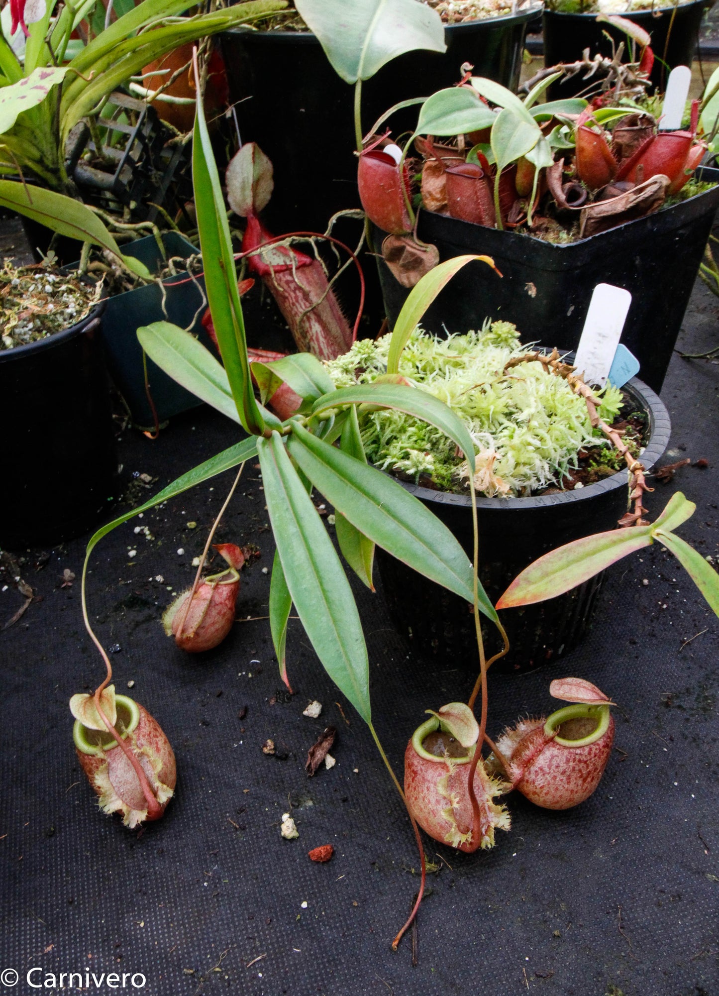 Nepenthes bellii, BE-3026