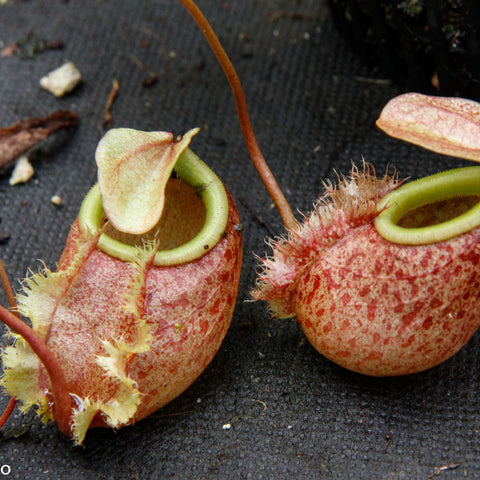 Nepenthes bellii BE-3026 pitcher plant with two pink speckled pitchers and green peristomes