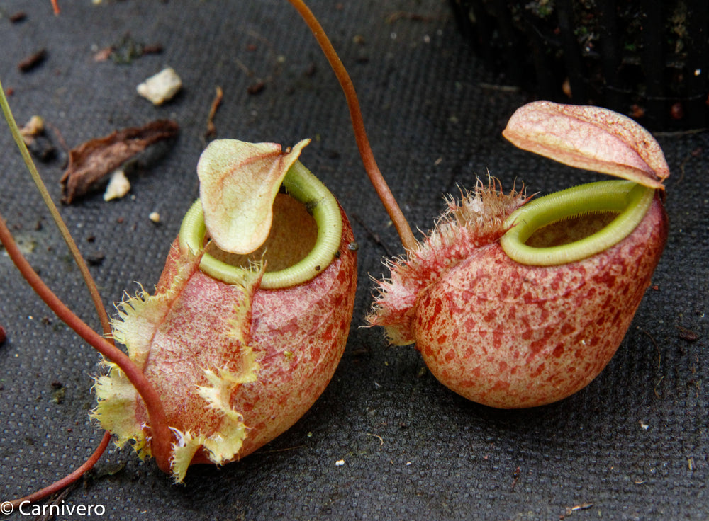 Nepenthes bellii, BE-3026