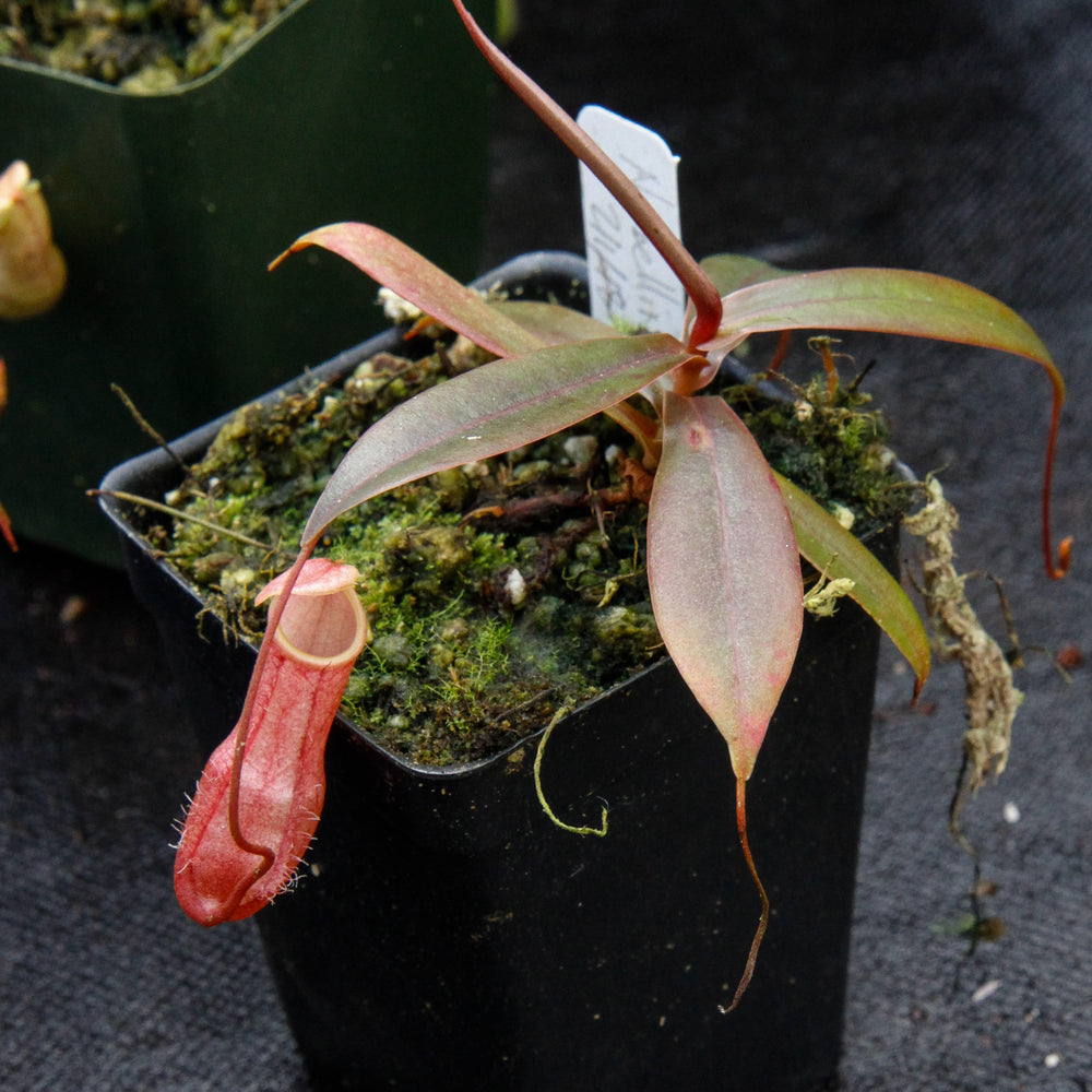 
                      
                        Nepenthes bellii, BE-3026
                      
                    