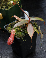 Nepenthes bellii