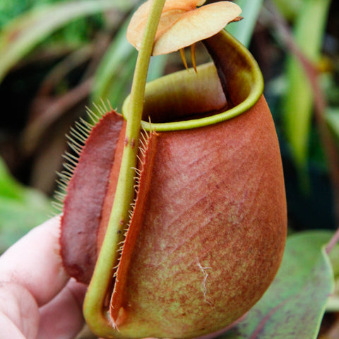 Nepenthes bicalcarata BE-3029 featuring a large orange red pitcher with a green rim and a slender stem