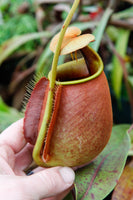 Nepenthes bicalcarata, BE-3029