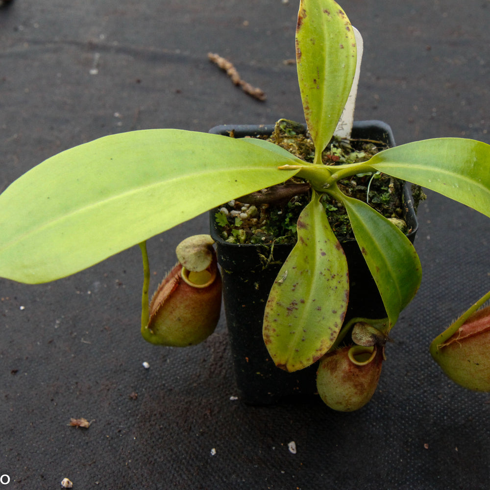 Nepenthes bicalcarata Red Flush, BE-3031
