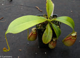 Nepenthes bicalcarata, BE-3029