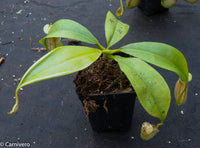 Nepenthes bicalcarata, BE-3029