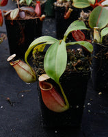 Nepenthes bicalcarata, BE-3029