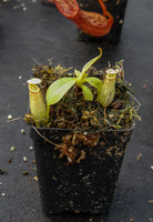 Nepenthes bicalcarata, BE-3029