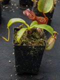 Nepenthes bicalcarata, BE-3029