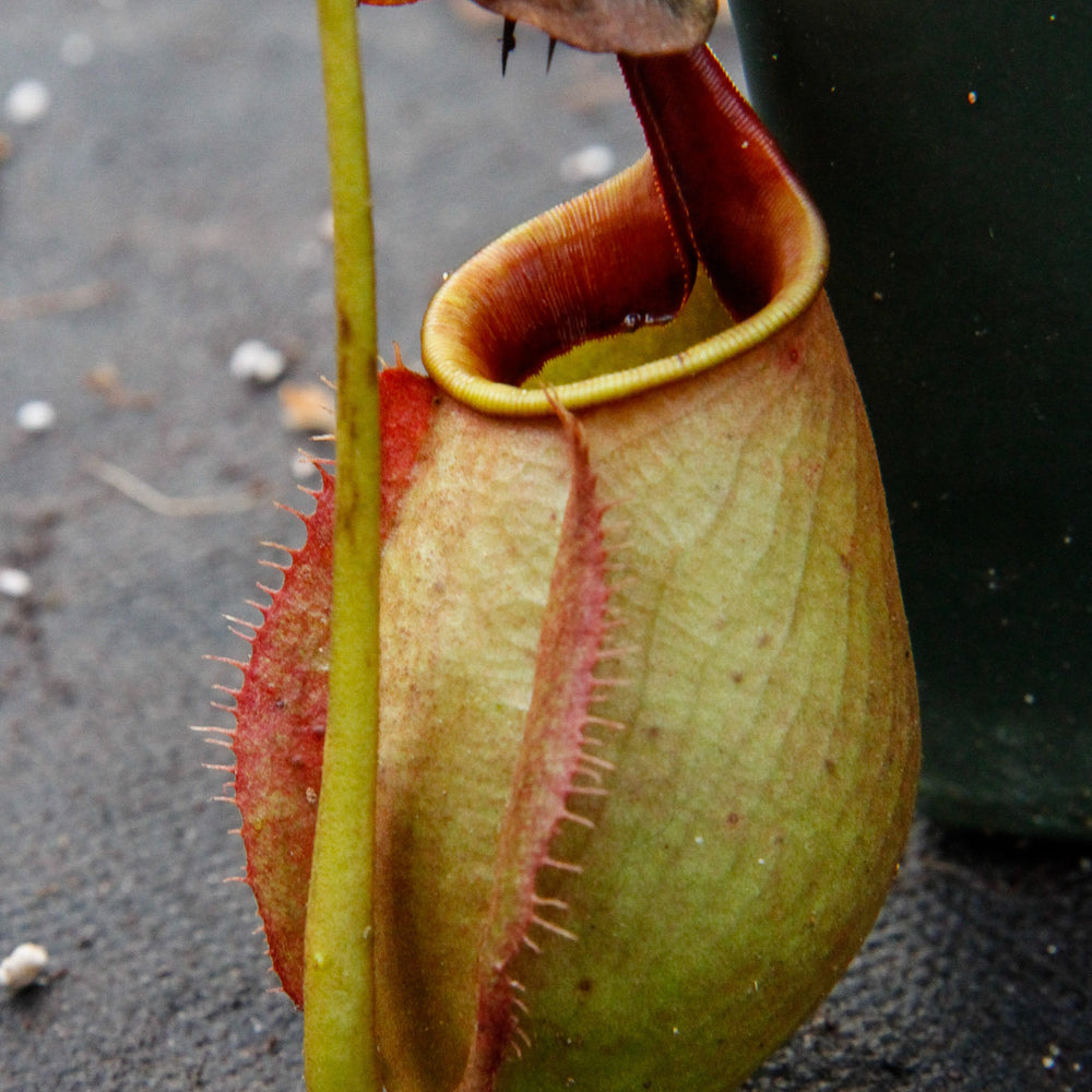 Nepenthes robcantleyi x tenuis, BE-3982, pitcher plant, carnivorous plant, collectors plant, large pitchers, rare plants