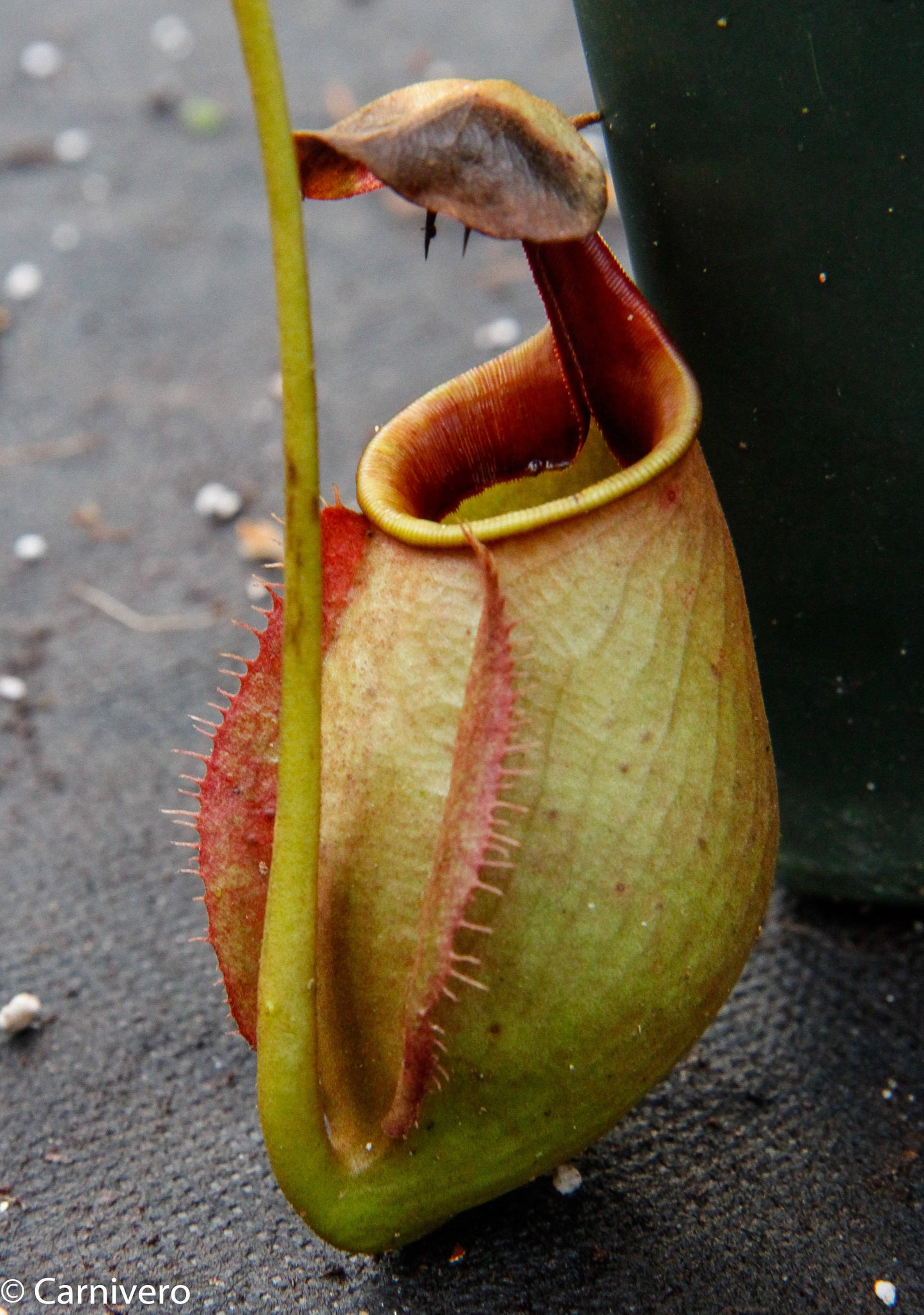 Nepenthes robcantleyi x tenuis, BE-3982, pitcher plant, carnivorous plant, collectors plant, large pitchers, rare plants