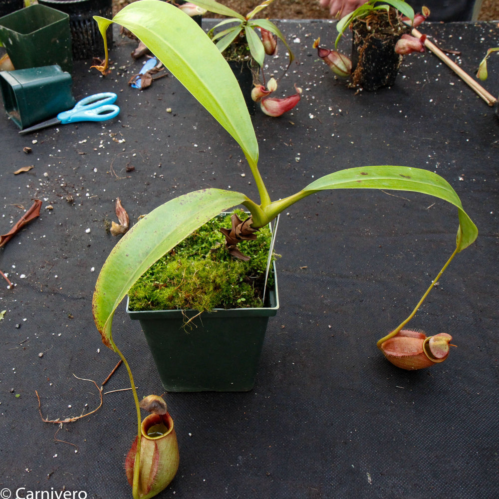 
                      
                        Nepenthes robcantleyi x tenuis, BE-3982, pitcher plant, carnivorous plant, collectors plant, large pitchers, rare plants
                      
                    