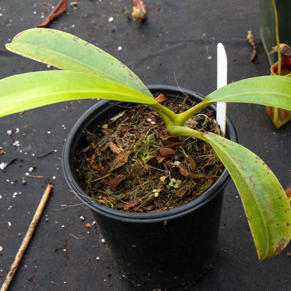 
                      
                        Nepenthes robcantleyi x tenuis, BE-3982, pitcher plant, carnivorous plant, collectors plant, large pitchers, rare plants
                      
                    