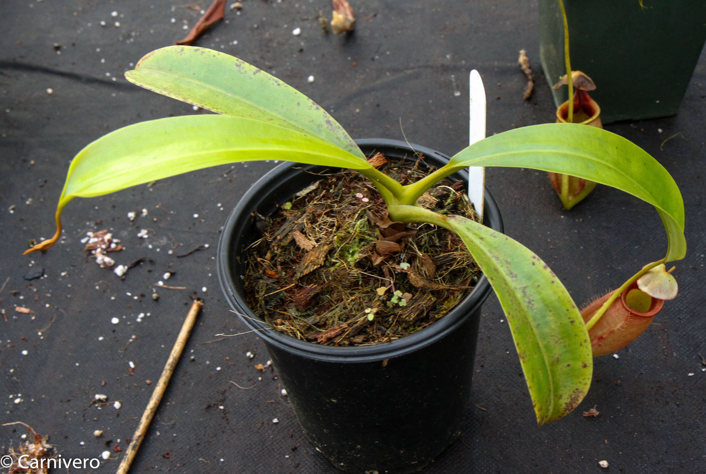 Nepenthes robcantleyi x tenuis, BE-3982, pitcher plant, carnivorous plant, collectors plant, large pitchers, rare plants