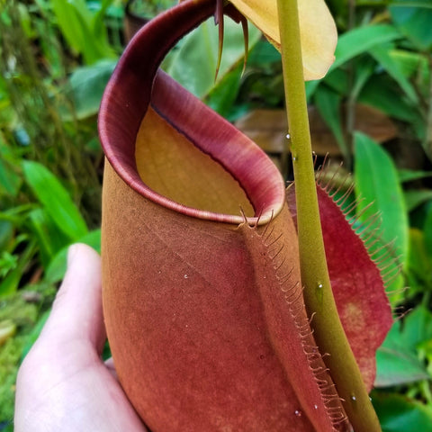 Nepenthes bicalcarata Orange x Red pitcher held in hand outdoors with green foliage in background.