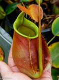 Nepenthes bicalcarata (Orange x Red), CAR-0268 fanged squat pitcher, Pitcher plant, carnivorous plant, collectors plant, pitchers, rare nepenthes, terrarium plant, easy to grow nepenthes, beginner nepenthes, beginner pitcher plants, nepenthes. 