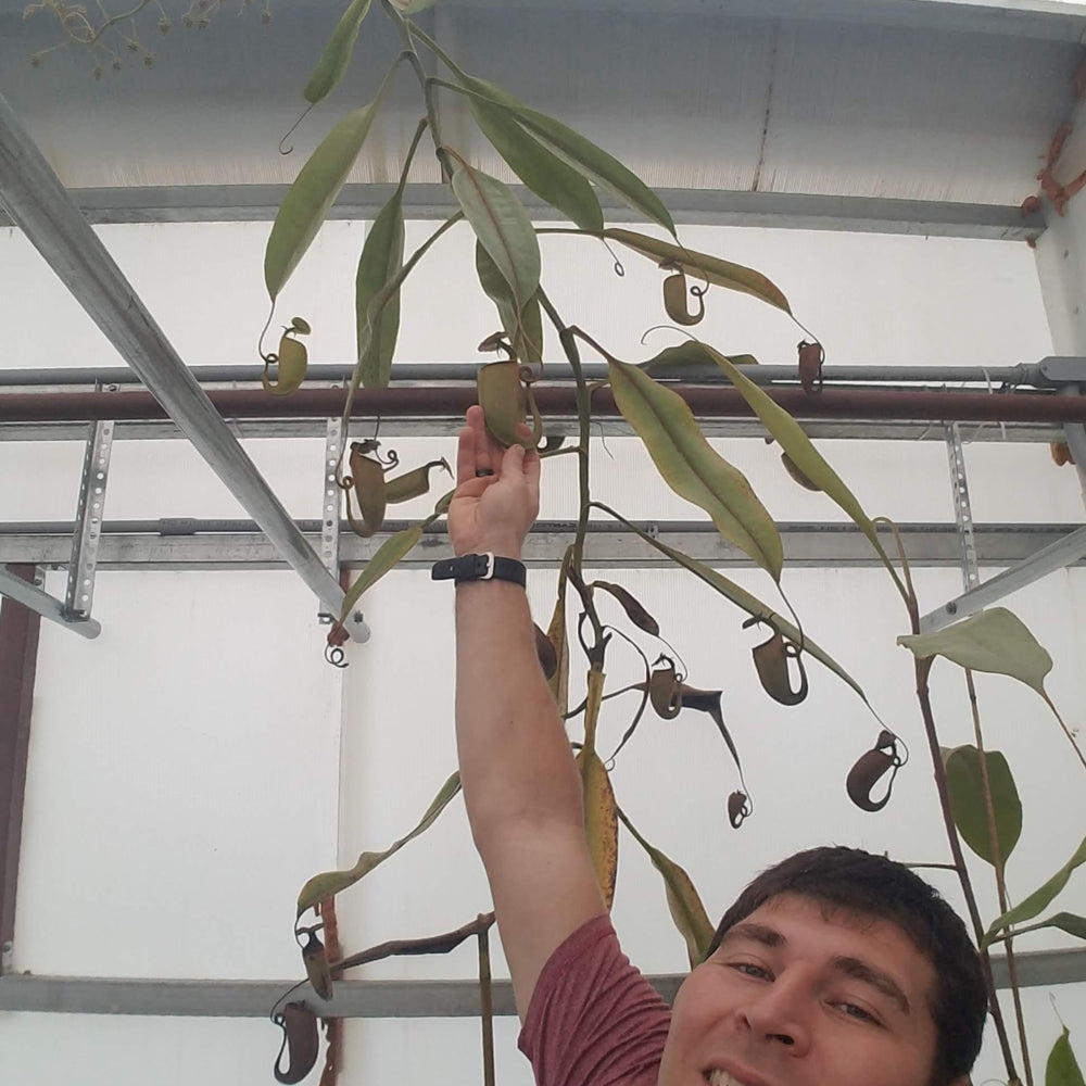 
                      
                        Nepenthes bicalcarata (Orange x Red), CAR-0268 fanged squat pitcher, Pitcher plant, carnivorous plant, collectors plant, pitchers, rare nepenthes, terrarium plant, easy to grow nepenthes, beginner nepenthes, beginner pitcher plants, nepenthes. 
                      
                    