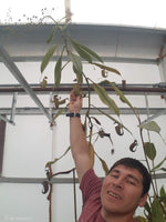 Nepenthes bicalcarata (Orange x Red), CAR-0268